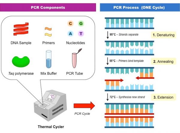 دستگاه PCR و HLCR چیست