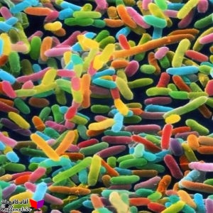 پاورپوینت میکروب ها، بیماری و سلامتی